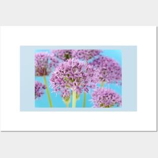 Allium stipitatum &#39;Violet Beauty&#39; Posters and Art